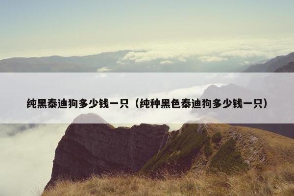 纯黑泰迪狗多少钱一只（纯种黑色泰迪狗多少钱一只）