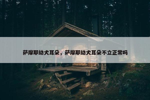 萨摩耶幼犬耳朵，萨摩耶幼犬耳朵不立正常吗