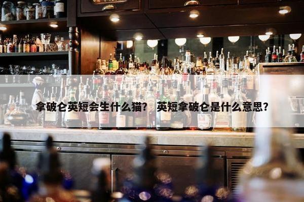 拿破仑英短会生什么猫？ 英短拿破仑是什么意思？