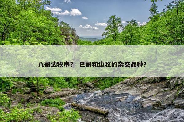 八哥边牧串? 巴哥和边牧的杂交品种? 八哥边牧串? 巴哥和边牧的杂交品种?