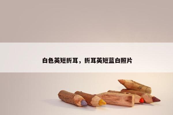 白色英短折耳，折耳英短蓝白照片