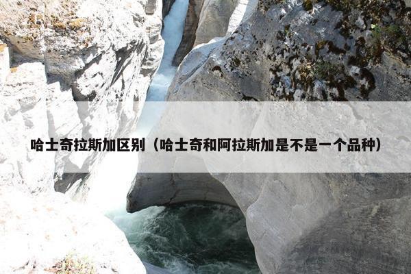 哈士奇拉斯加区别（哈士奇和阿拉斯加是不是一个品种）