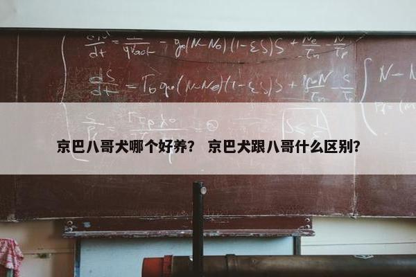 京巴八哥犬哪个好养? 京巴犬跟八哥什么区别?