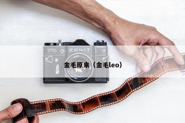 金毛原来(金毛leo) 金毛原来(金毛leo)