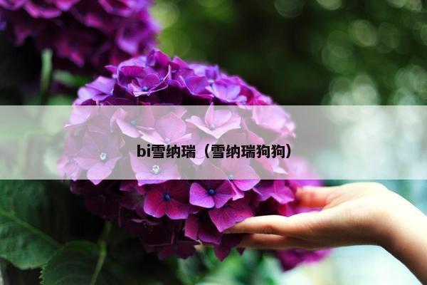 bi雪纳瑞（雪纳瑞狗狗）