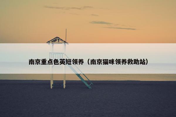 南京重点色英短领养（南京猫咪领养救助站）