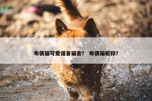 布偶猫可爱谐音猫舍？ 布偶猫昵称？