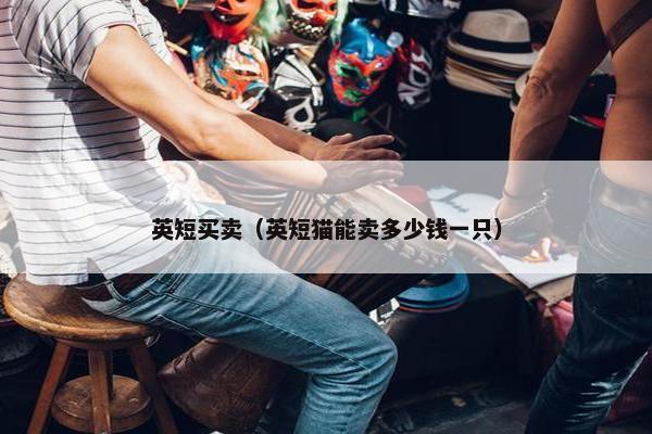 英短买卖（英短猫能卖多少钱一只）