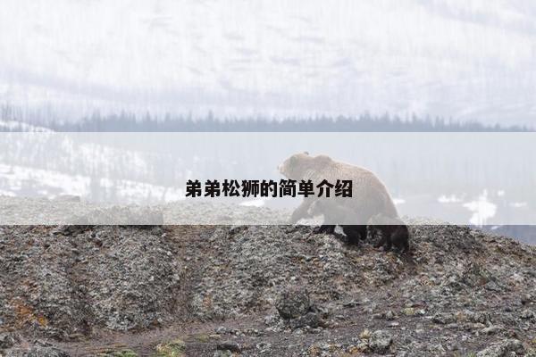 弟弟松狮的简单介绍 弟弟松狮的简单介绍
