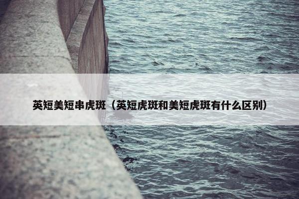 英短美短串虎斑(英短虎斑和美短虎斑有什么区别)