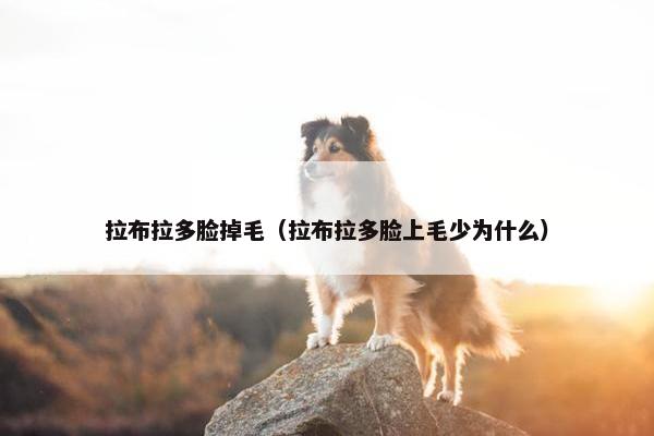 拉布拉多脸掉毛（拉布拉多脸上毛少为什么）