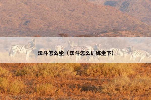 法斗怎么坐（法斗怎么训练坐下）