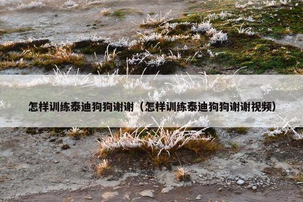 怎样训练泰迪狗狗谢谢（怎样训练泰迪狗狗谢谢视频）