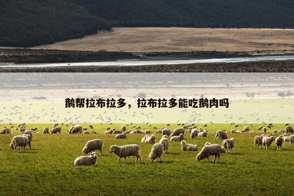 鹅帮拉布拉多，拉布拉多能吃鹅肉吗