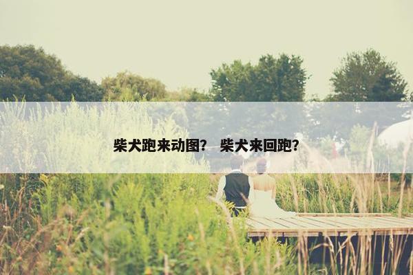 柴犬跑来动图？ 柴犬来回跑？