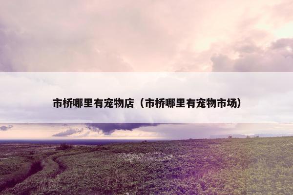 市桥哪里有宠物店(市桥哪里有宠物市场)