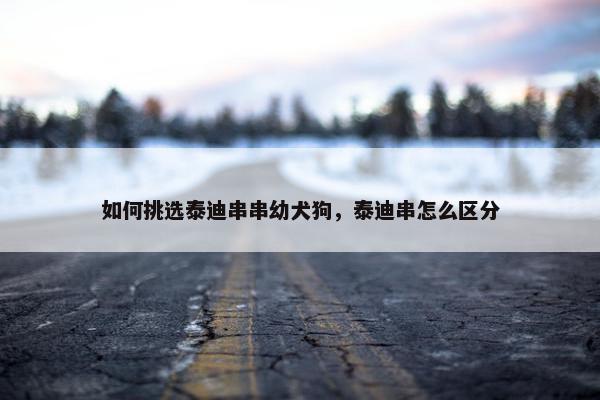 如何挑选泰迪串串幼犬狗，泰迪串怎么区分