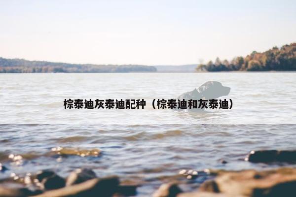 棕泰迪灰泰迪配种（棕泰迪和灰泰迪）