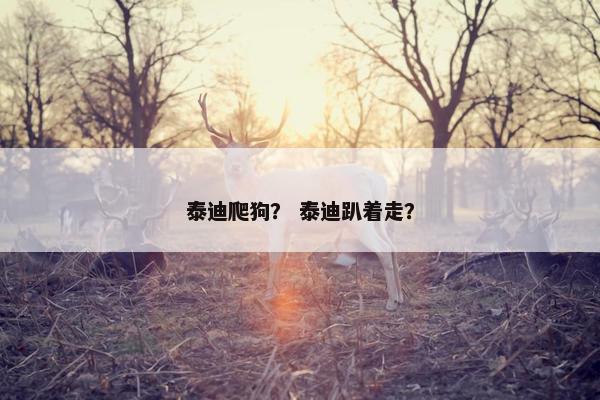 泰迪爬狗？ 泰迪趴着走？