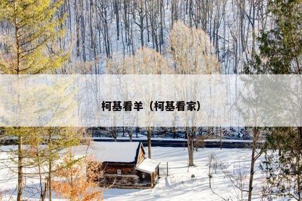 柯基看羊(柯基看家)