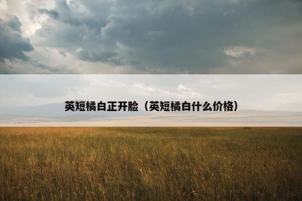 英短橘白正开脸（英短橘白什么价格）