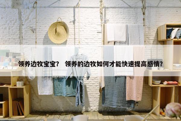 领养边牧宝宝？ 领养的边牧如何才能快速提高感情？