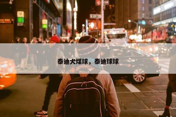 泰迪犬煤球，泰迪球球