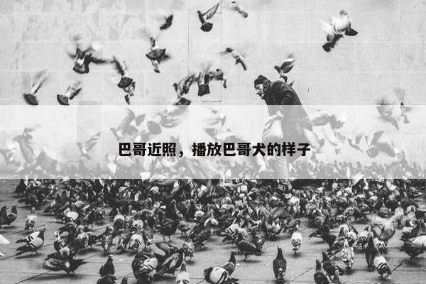 巴哥近照，播放巴哥犬的样子