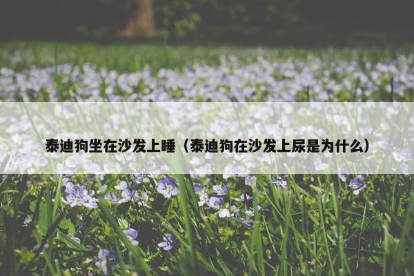 泰迪狗坐在沙发上睡（泰迪狗在沙发上尿是为什么）