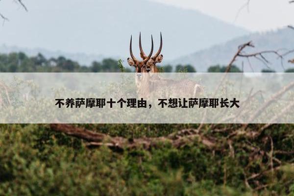 不养萨摩耶十个理由,不想让萨摩耶长大 不养萨摩耶十个理由,不想让萨摩耶长大