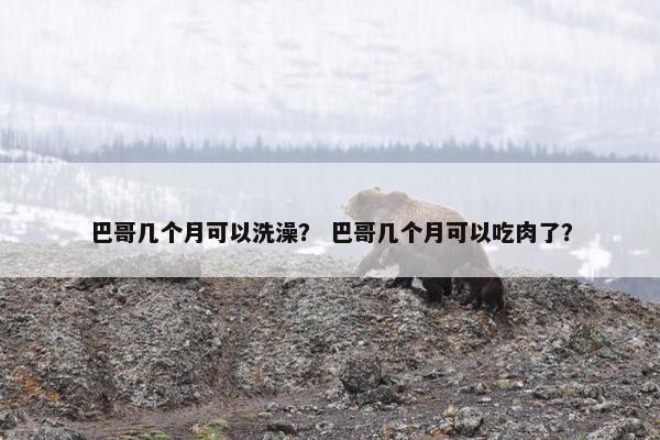 巴哥几个月可以洗澡? 巴哥几个月可以吃肉了?