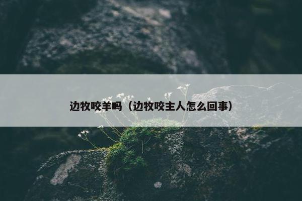 边牧咬羊吗（边牧咬主人怎么回事）