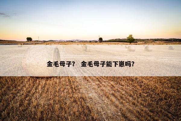 金毛母子？ 金毛母子能下崽吗？