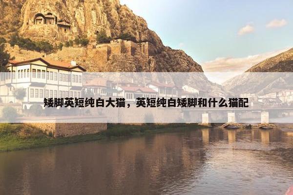 矮脚英短纯白大猫,英短纯白矮脚和什么猫配 矮脚英短纯白大猫,英短纯白矮脚和什么猫配