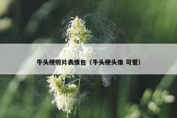 牛头梗照片表情包（牛头梗头像 可爱）