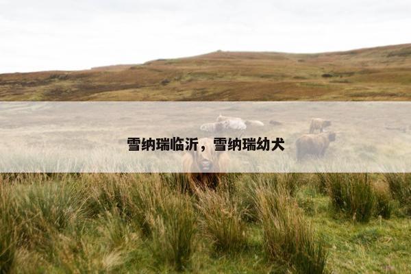雪纳瑞临沂，雪纳瑞幼犬