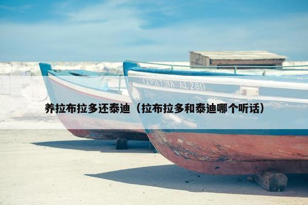 养拉布拉多还泰迪(拉布拉多和泰迪哪个听话) 养拉布拉多还泰迪(拉布拉多和泰迪哪个听话)