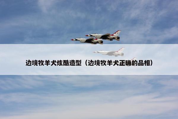 边境牧羊犬炫酷造型(边境牧羊犬正确的品相)