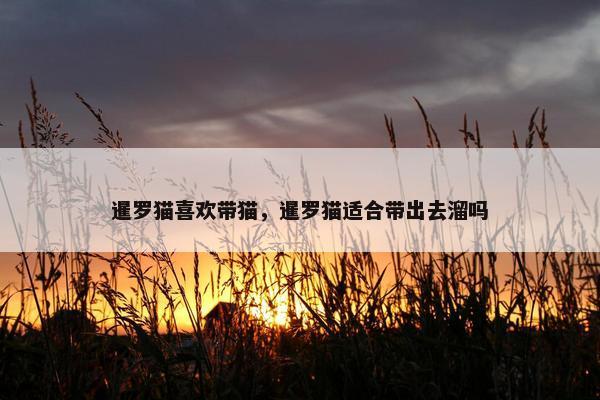 暹罗猫喜欢带猫，暹罗猫适合带出去溜吗