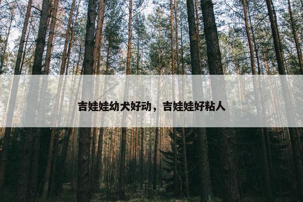 吉娃娃幼犬好动，吉娃娃好粘人