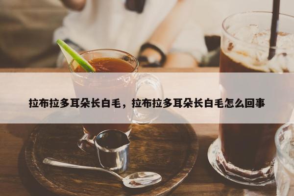 拉布拉多耳朵长白毛，拉布拉多耳朵长白毛怎么回事