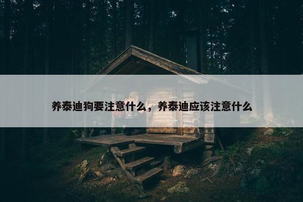 养泰迪狗要注意什么,养泰迪应该注意什么