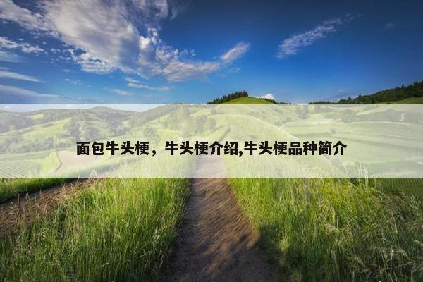 面包牛头梗,牛头梗介绍,牛头梗品种简介