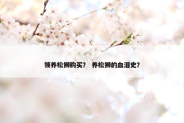 领养松狮购买？ 养松狮的血泪史？