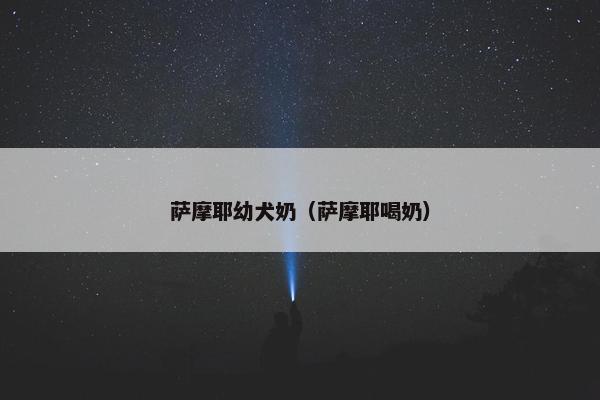 萨摩耶幼犬奶(萨摩耶喝奶) 萨摩耶幼犬奶(萨摩耶喝奶)