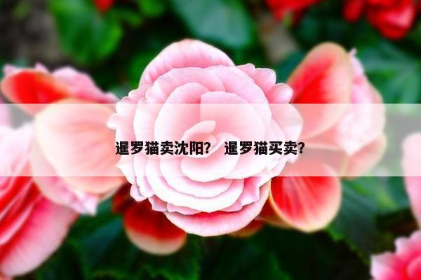 暹罗猫卖沈阳？ 暹罗猫买卖？