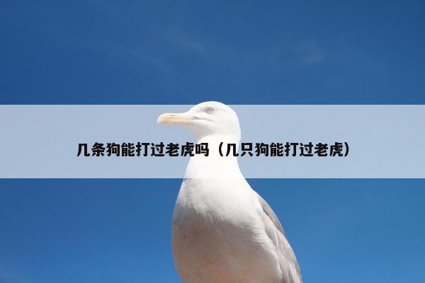 几条狗能打过老虎吗（几只狗能打过老虎）