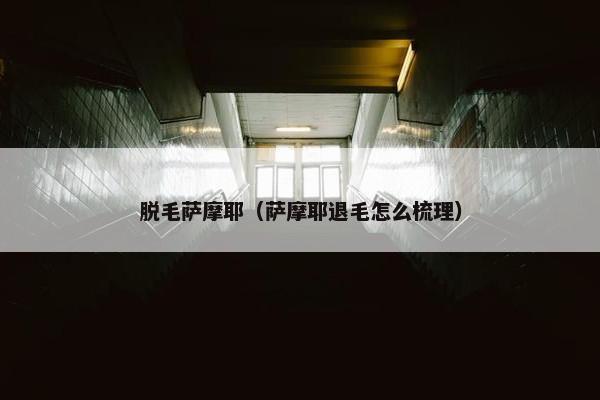 脱毛萨摩耶（萨摩耶退毛怎么梳理）