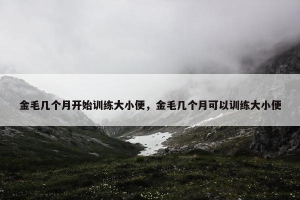 金毛几个月开始训练大小便,金毛几个月可以训练大小便 金毛几个月开始训练大小便,金毛几个月可以训练大小便
