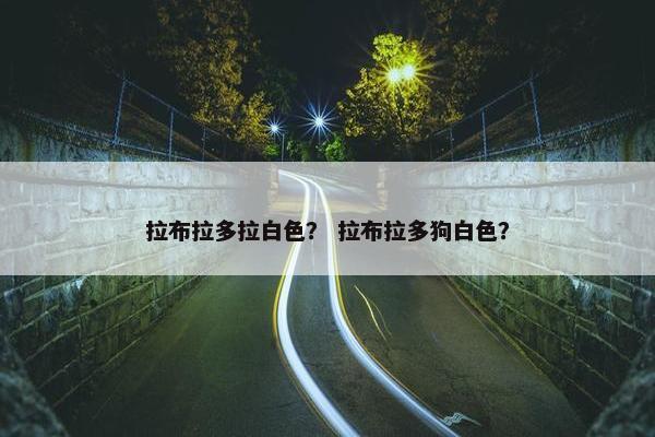 拉布拉多拉白色？ 拉布拉多狗白色？